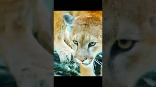 Predatory rhythm#animals#CuteAnimals#AnimalLovers#PetShorts #AnimalLoversClub  #InstaPets#PetShorts