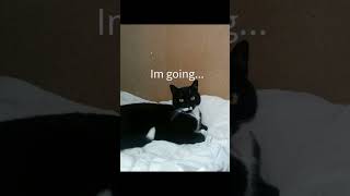 This trend but with my second cat this time💗 #cat #ilovemycat #antizoo #cutecat #therian #furry
