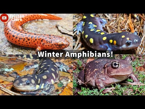 Red Salamanders, Spotted Salamanders, Tiger Salamanders and Eastern Spadefoot Toads! Winter Herping!