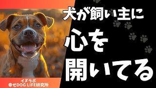 犬が飼い主に心を開いているときに見せる行動