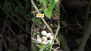 #farming #shortvideo #shortsfeed #short