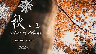 【 Colors of Autumn丨Hong Kong 】秋冬。楓。之美 🍁 丨大棠紅葉 Tai Tong Sweet Gum Woods丨楓香林丨 DJI Mavic Air 2 航拍