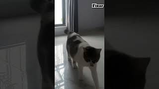 Are you see, Heart on this Cat ? ❤🖤 #trending #cat #heart #love #shorts