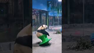 Clumsy panda rolling around 🤣🤣 #shorts #panda #funny #funnyanimals