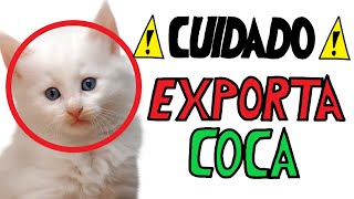 LA HISTORIA DEL MAYOR MERCADO NEGRO DE LA DEEP WEB Y DARK WEB SILK ROAD