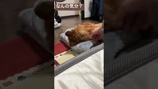 【かまちょ】そんな… #どうぶつ #大好き #かわいい #自由 #ちわわ大好き #かわいい犬 #ちわわ #チワワ #チワワとの暮らし #激しい #チワワ大好き #shorts #short