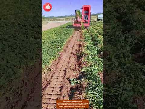 Peanut Harvest Made Easy — No More Bending & Picking 🌱🚜