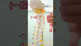 三招指壓密技，舒緩你的頸椎僵硬！找個時間試試吧～#脊椎保健達人鄭雲龍 #身體智慧 #肩頸按摩 #強背訓練營 #bodylearning