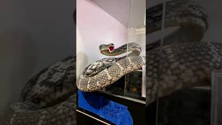 Need to start closing his snake cages !! #reptiles #snake #shorts