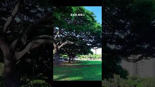 夏威夷檀香山  #植物  #美国旅游#公园#美国旅游#夏威夷