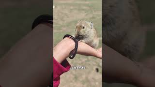 超级可爱的鼠兔#动物科普 #知识科普 #可爱 #鼠兔 #内容启发搜索