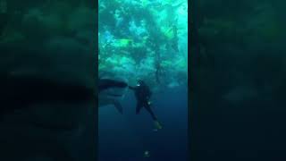 What would happen to them next ? #movieclips  #shorts  #shark