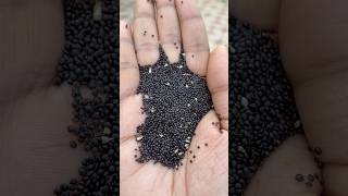Thotakura seeds #shorts #usateluguvlogs #backyardgardening #gardening #food