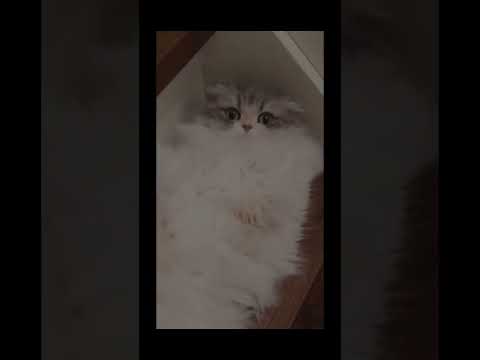 cute cat #kucing #kucinglucu #cutecat #cute #shorts