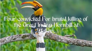 Must Watch!! Four convicted for Brutal Killing of The Great Indian Hornbill at Bhandari | Wokha||