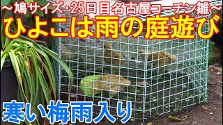 ひよこは雨の庭遊び～梅雨の25日目幼雛、名古屋コーチン雌鶏とボス雄鶏候補～