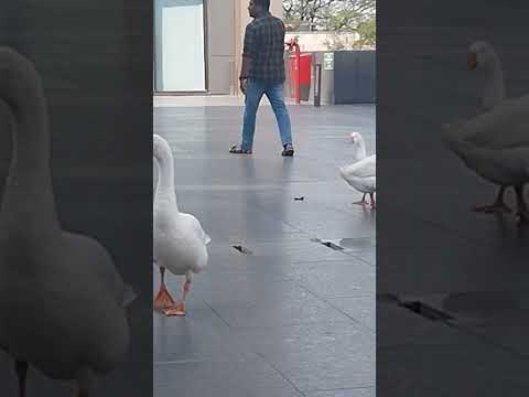 Guess the bird name..#Fun#