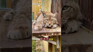 养猫慎重！这4种猫可能让你崩溃#新手养猫 #cat #貓咪 #萌寵 #喵星人
