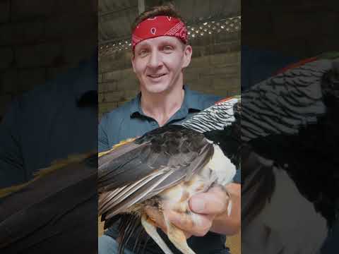 I ate a $200 Bird in Vietnam!! #befrs #besteverfoodreviewshow #vietnam  #birds