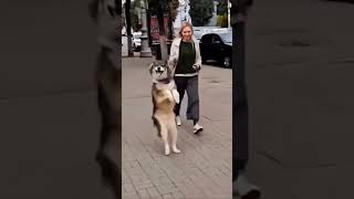 Here’s some euphoric hardstyle and dogs dancing to it to brighten up your day! 🐶🕺🏼 #hardstyle