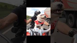Is this how you feel when you ride too? #harleydavidson #windtherapy #22aday #harley #dogridingbike