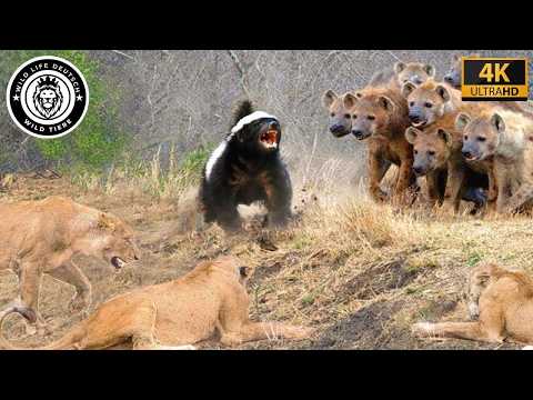 Honey Badger – The Bravest Warrior in the Animal Kingdom #wildlife | Wild Animals