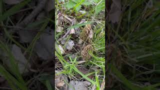 IPM Shorts:  Wild Edible Mushrooms You Can Forage