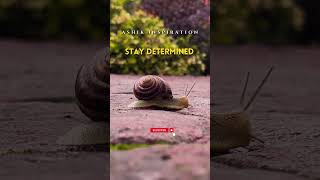 “Determination Beats Speed Every Time” #staydetermined #keepmoving#slowprogress#neverquit#reachgoals