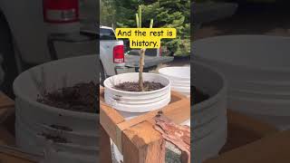 Saving the Bees #shorts #bees #bumblebee #homestead #greenthumb #gardening