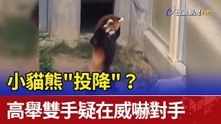 小貓熊"投降"？ 高舉雙手疑在威嚇對手