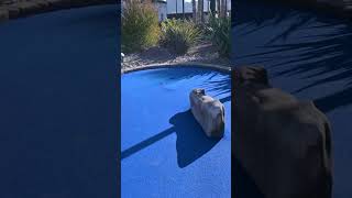 LIL SIS CALLED HER SHOT (Mini Golf Hole-in-One)