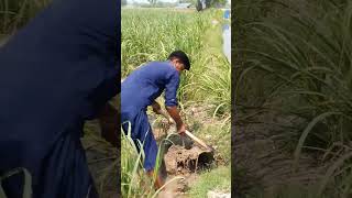 #newsong #punjabisong #velamunda #pinda aale #1000subscriber