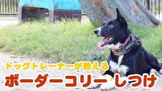 タイトル：【犬種別しつけ】 ボーダーコリーのしつけ｜ドッグトレーナーのしつけ教室初級編㉜