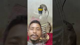 #rat #rattrap Attak