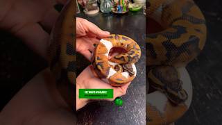 Listed new snakes! #molinarosnakelab #petsnake #reptile #royalpython ballpython #python #shorts #diy