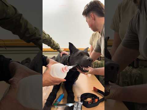 Military Working Dog handlers and K9 Hero mannequin | New Zealand Defence Force