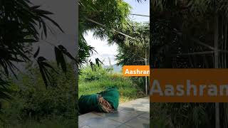#shorts#Dhyana at Peaceful place in Sri Arabinda Ashram