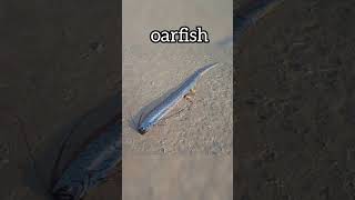 oarfish#fish#fishing#shorts#short#youtubeshorts#shortvideo#trending#viral#youtube#new#ytshorts#yt#4k