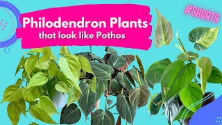 Philodendron Plants that look like pothos | #SHORTS | Moody Blooms