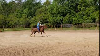 Toilet Paper Challenge Reining Horse Tyle