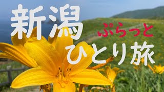 サラリーマンの休日【弾丸 新潟 佐渡島】ひとり旅 トビシマカンゾウ 食べ歩き 廻転寿司 佐渡弁慶 佐渡汽船 ジェットフォイル