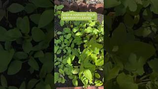 How to grow Amaranth leaves from seeds to harvest #keerai #thotakura #garden #amaranth#harvest