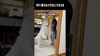 My beloved dog who is too much of a grandfather supremacist 4 #Great Pyrenees #Life with a dog #L...