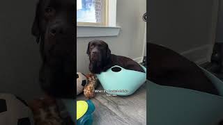 It’s gotta be the basket 🩵 #labradorretriever #labpuppy #puppy #labrador #funny #fypシ #viral #fyp
