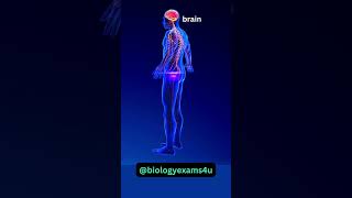 Nervous System Animation