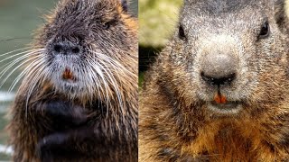 Large Nutria rat / Beaver 🦫