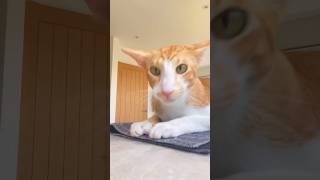 #Cat #Meow #FunnyCat #CuteCat #ViralCat #CatVideo #CatLover #CatsOfYouTube #OrientalCat #FYP #Cutie