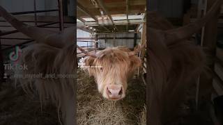 Freya says hi! #minicows #minmoos #miniature #cows #cow #funny #cowsarecool #cowsgomoo #farmlife