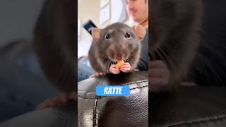 Ratten – Straßen-Gangster mit Intelligenzbonus
