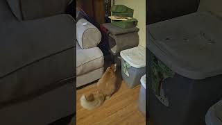 The Floofiest #fluffycats #catshorts #viralcats #viralcatshorts #floofycat #floofy